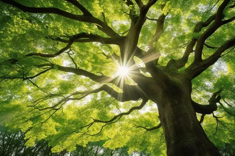 阳光从大树的树枝的间隙透下来摄影图