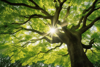 阳光从大树的树枝的间隙透下来摄影图