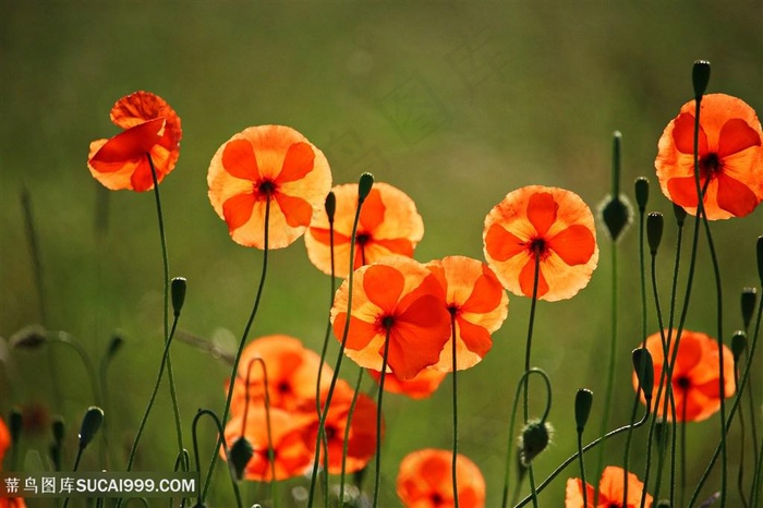 唯美虞美人鲜花图片