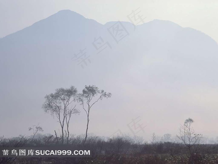 云雾缭绕大山树木美景