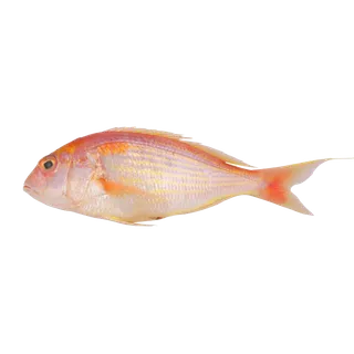 鱼类(44)海鲜超市商品红酒白底图免抠实物摄影png格式图片透明底