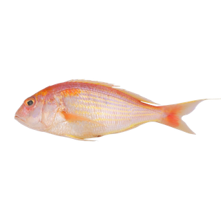 鱼类(44)海鲜超市商品红酒白底图免抠实物摄影png格式图片透明底