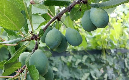 树枝上成熟的梅果