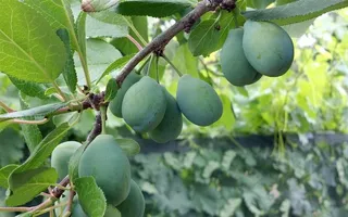 树枝上成熟的梅果