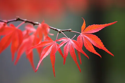 秋天红色的枫叶树枝树叶摄影图