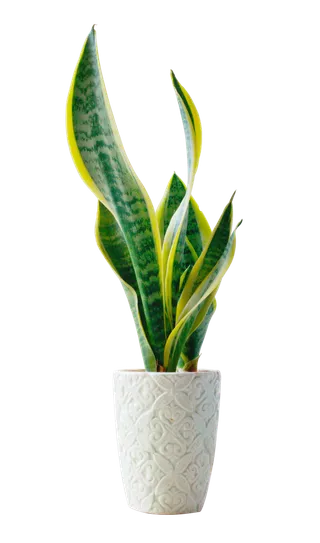 树木树枝树叶免扣素材