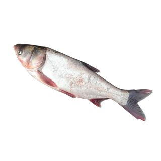 鱼类(106)海鲜超市商品红酒白底图免抠实物摄影png格式图片透明底