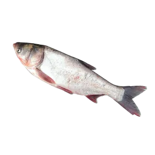 鱼类(106)海鲜超市商品红酒白底图免抠实物摄影png格式图片透明底