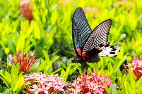 花丛中的蝴蝶昆虫图片 花丛中的蝴蝶昆虫图片