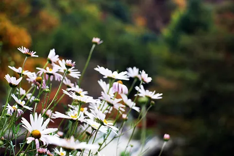 花朵 花束 植物 素材 (130) 花朵 花束 植物 素材 (130)
