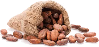 可可果实可可粉免抠 (32)