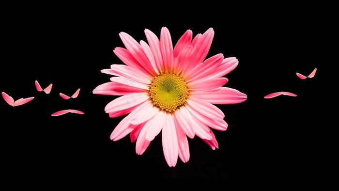 粉红色的雏菊