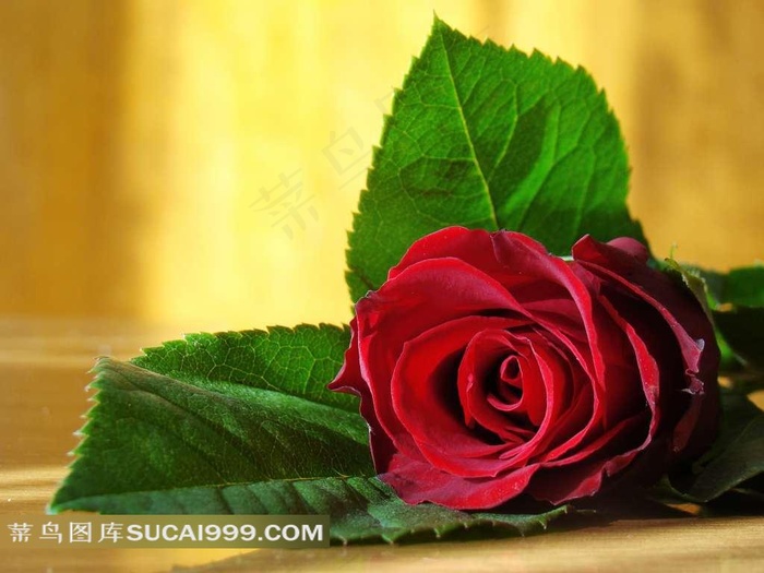 高清玫瑰花素材写真图片