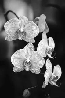 花卉花朵艺术绘画黑白照片