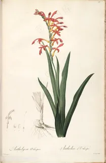 雷杜德原版高清唯美花卉复古插画挂画 雷杜德原版高清唯美花卉复古插画挂画