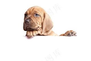 棕色小狗边框背景高清图片