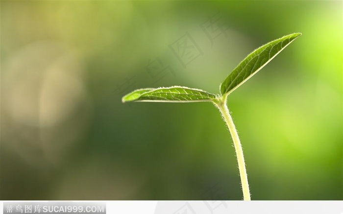 茁壮的绿苗