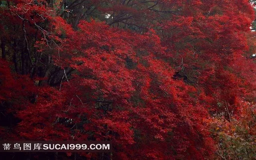 清新红叶素材图片