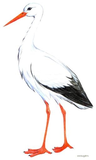 鹳 PNG免抠(1768x2947)