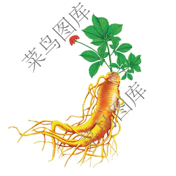 人参高清图psd模版下载