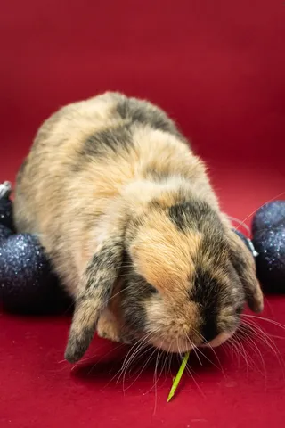 白色可爱兔子摄影素材