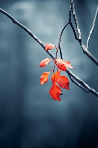 冬季叶子雪背景