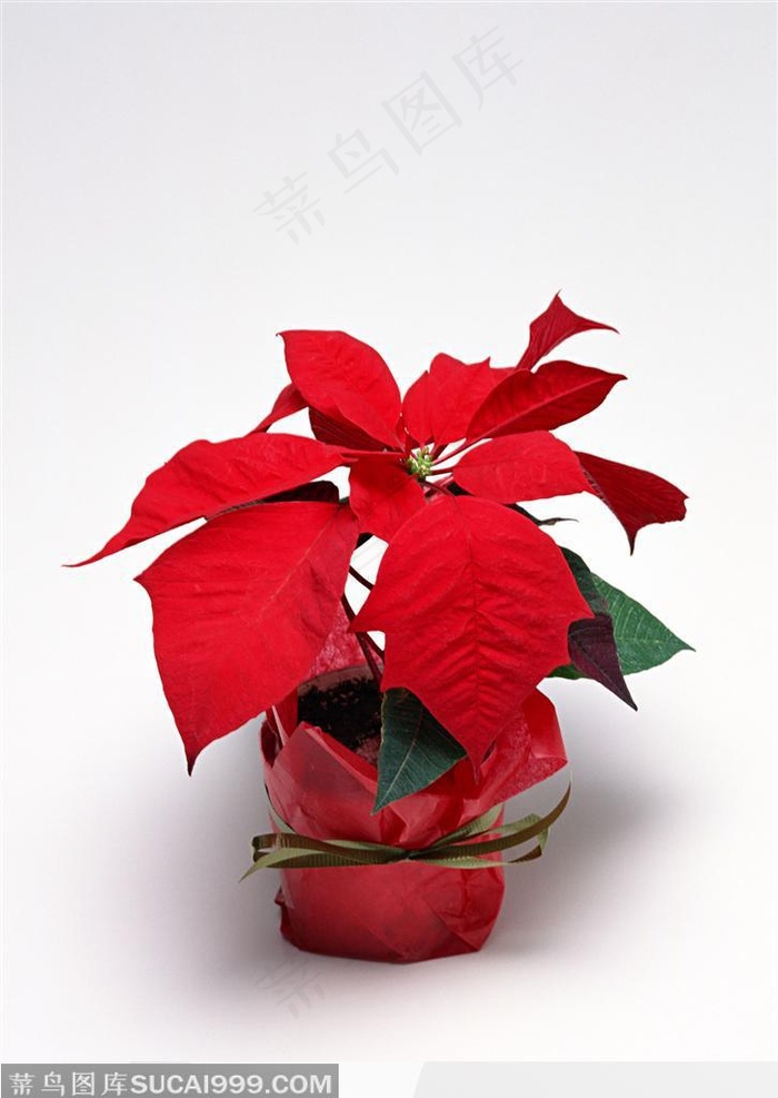 红色的圣诞花特写