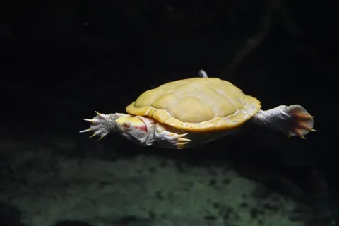 水族馆爬行乌龟图片 水族馆爬行乌龟图片