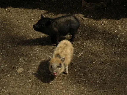 猪动物家畜畜生养猪农村牧场养殖猪肉