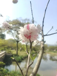 “赏花季” “赏花季”