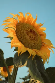 黄色向日葵摄影素材