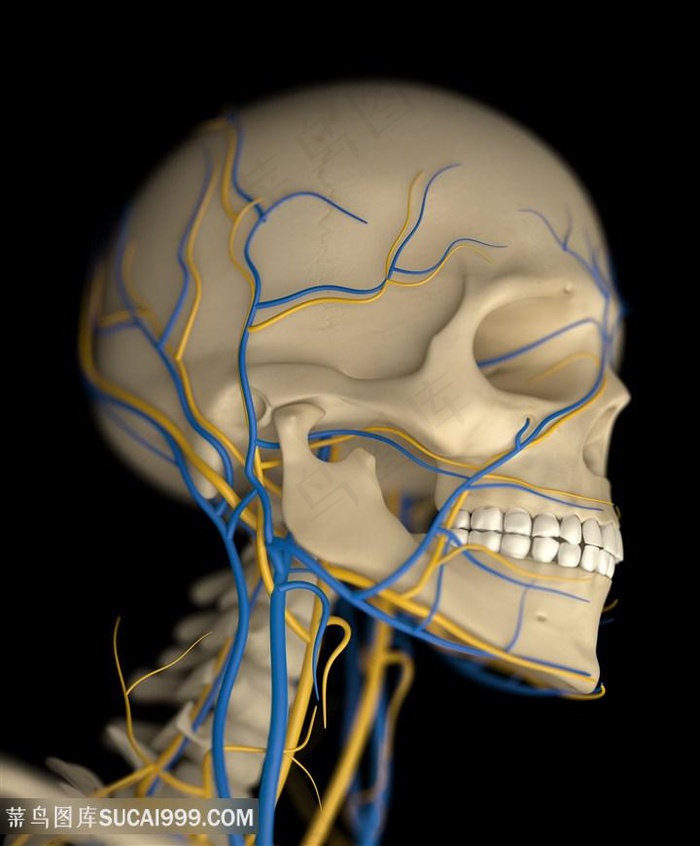人体颅骨结构图片