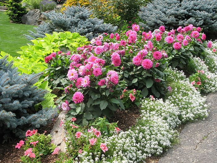 花朵 花束 植物 素材 (3)