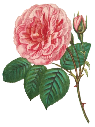 复古手绘植物花卉玫瑰花PNG免扣图案高清图片PS设计素材图