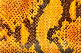 蛇皮皮质背景高清大图