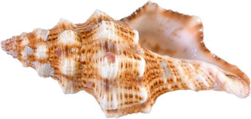 海螺 PNG免抠(699x334)