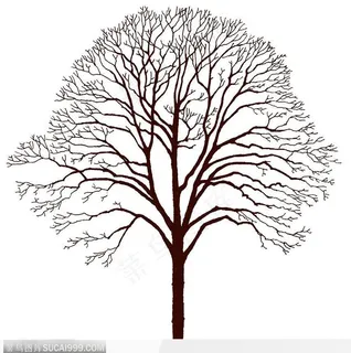 枯树特写13 枯树特写13