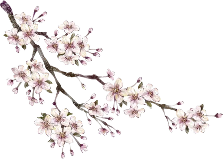 粉色简约风手绘鲜花花朵水墨画PNG素材图片 (61)