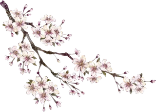 粉色简约风手绘鲜花花朵水墨画PNG素材图片 (61)