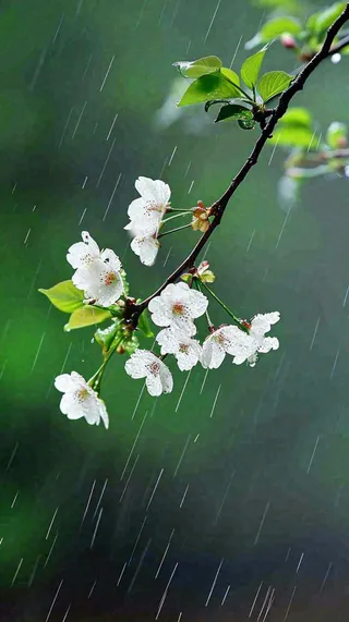春天白色花朵枝叶在雨中，新鲜绿叶鲜花，雨水谷雨摄影图
