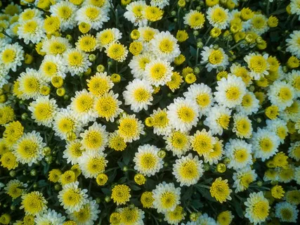 黄色小雏菊花朵图片 黄色小雏菊花朵图片