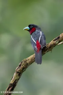 小阔嘴鸟类图片