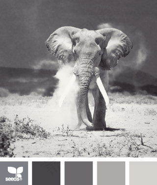 动物配色色卡色彩搭配