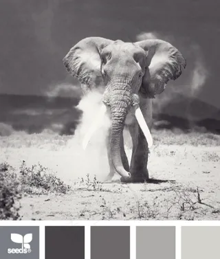 动物配色色卡色彩搭配