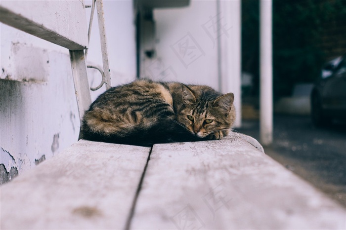 躺着睡觉的小猫摄影图