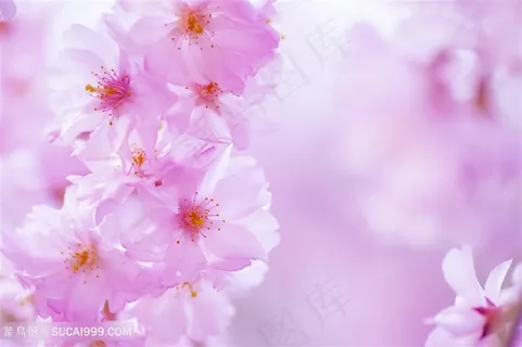 高清唯美粉色樱花摄影图片