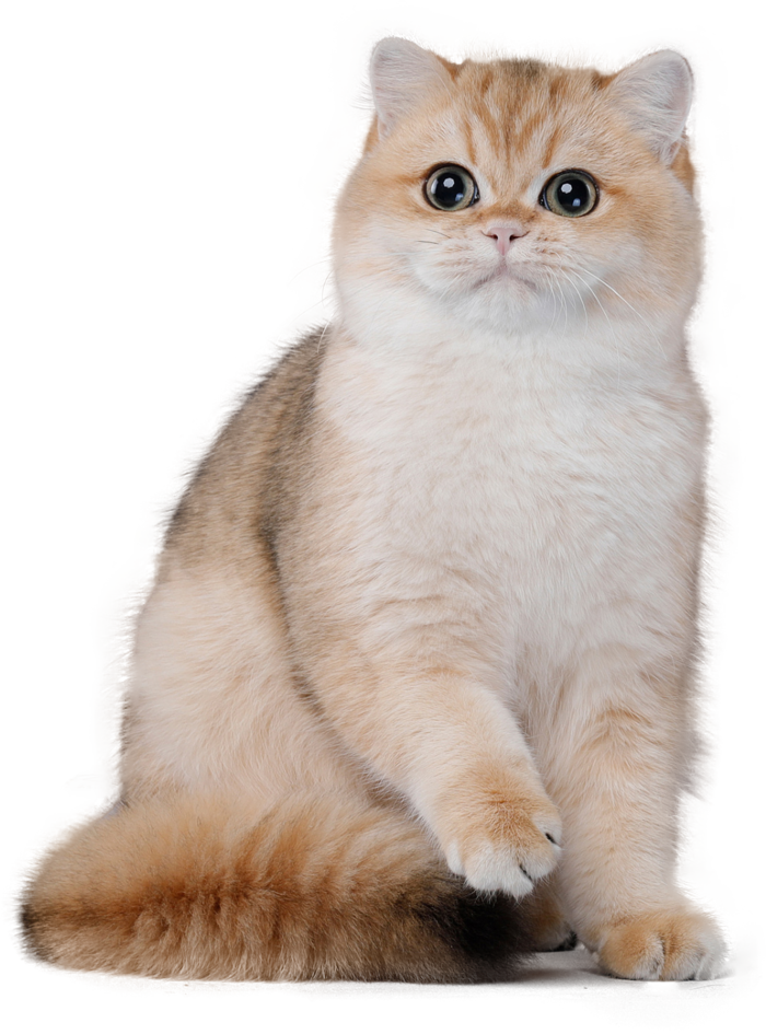 免扣素材实物猫咪摄影