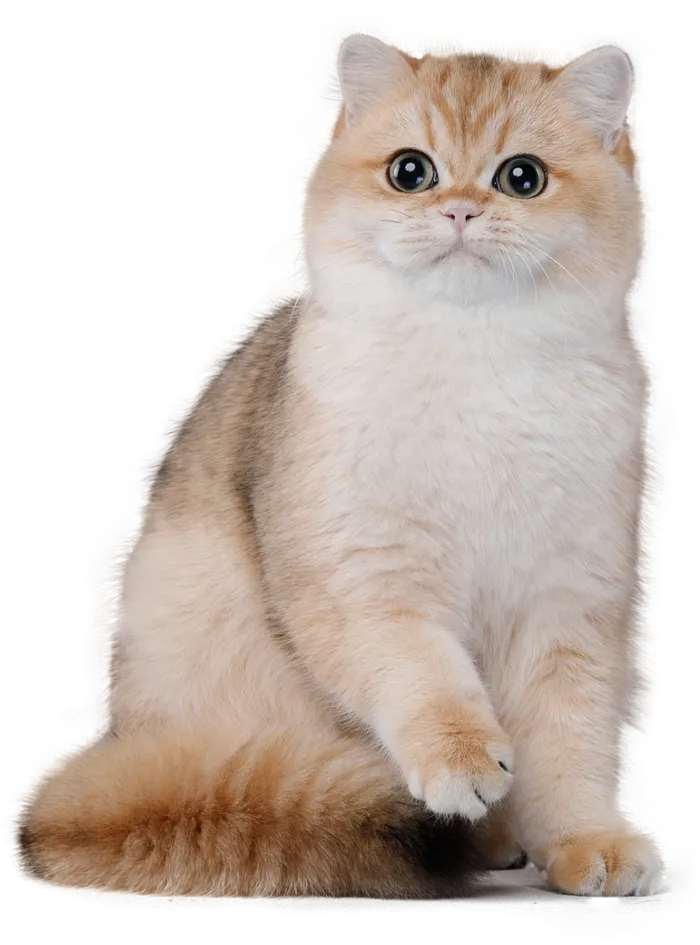 免扣素材实物猫咪摄影