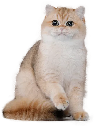 免扣素材实物猫咪摄影