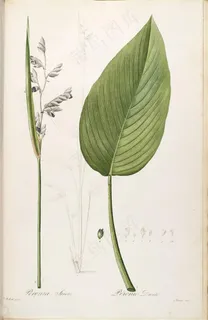 雷杜德原版高清唯美紫色花卉树叶花草图谱 雷杜德原版高清唯美紫色花卉树叶花草图谱